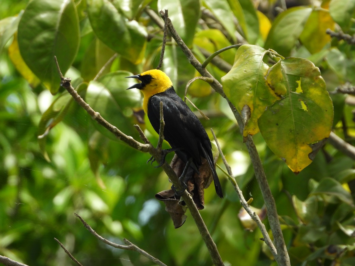 Yellow-hooded Blackbird - ML607915071