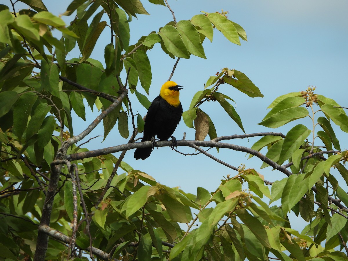 Yellow-hooded Blackbird - ML607915301