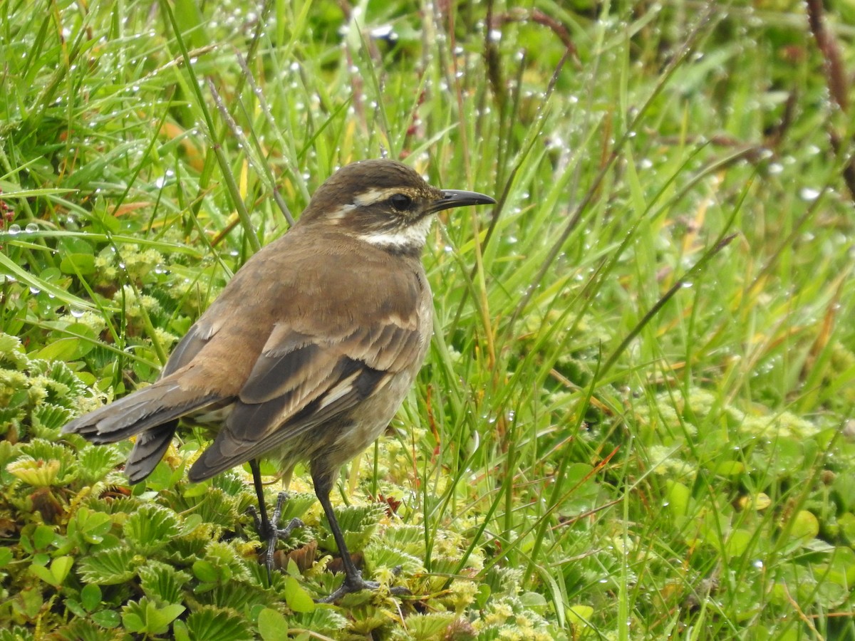 Chestnut-winged Cinclodes - ML607915341