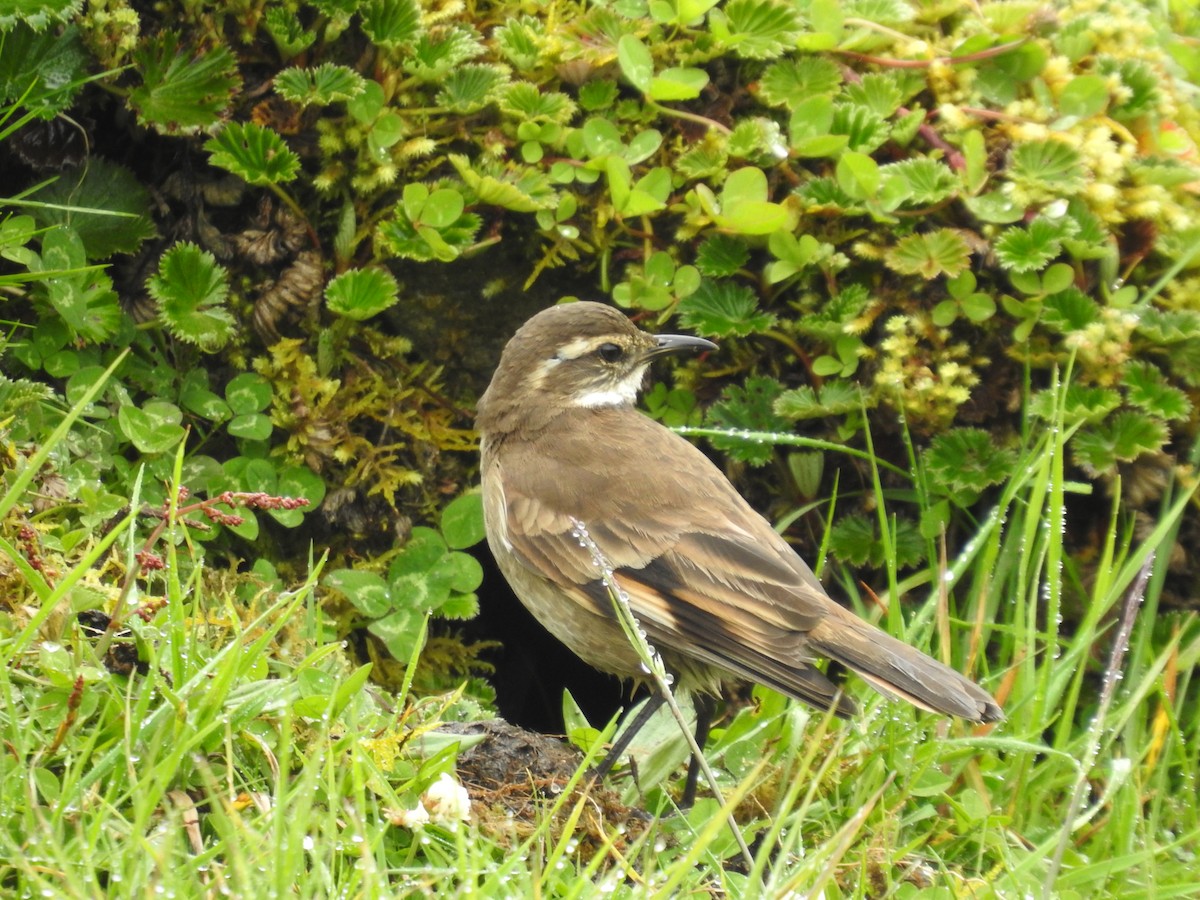 Chestnut-winged Cinclodes - ML607915371