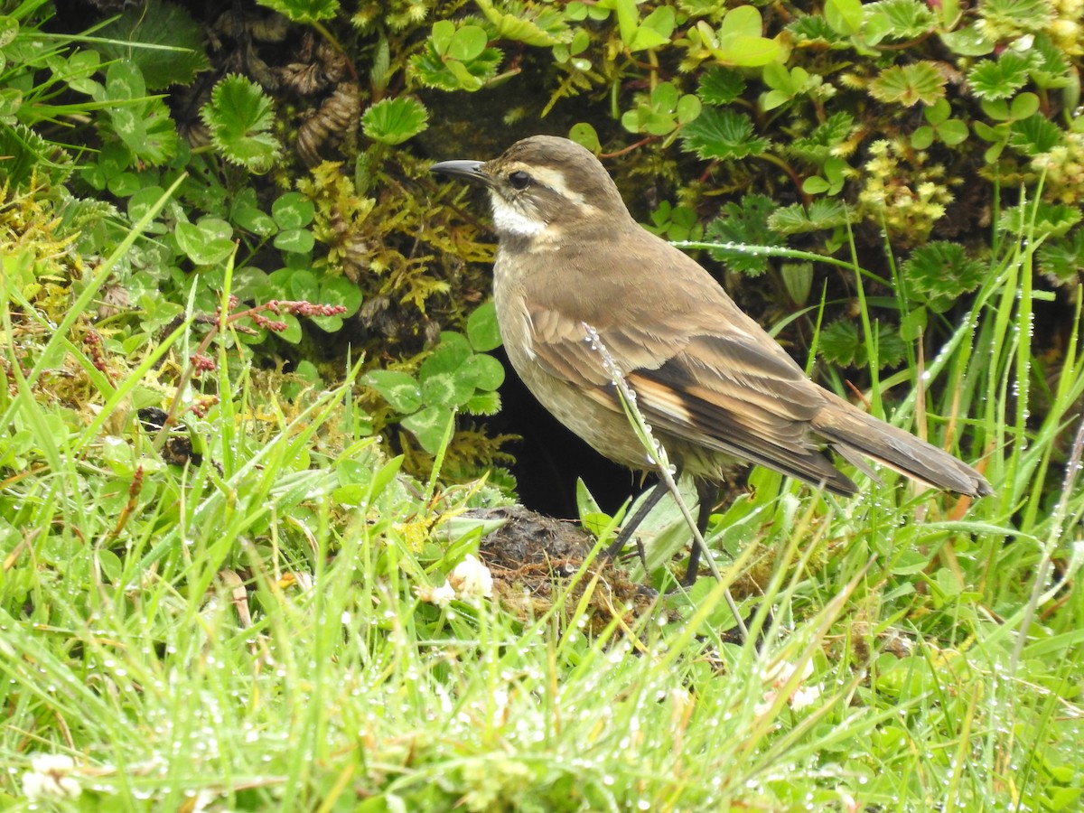 Chestnut-winged Cinclodes - Aparajita Datta