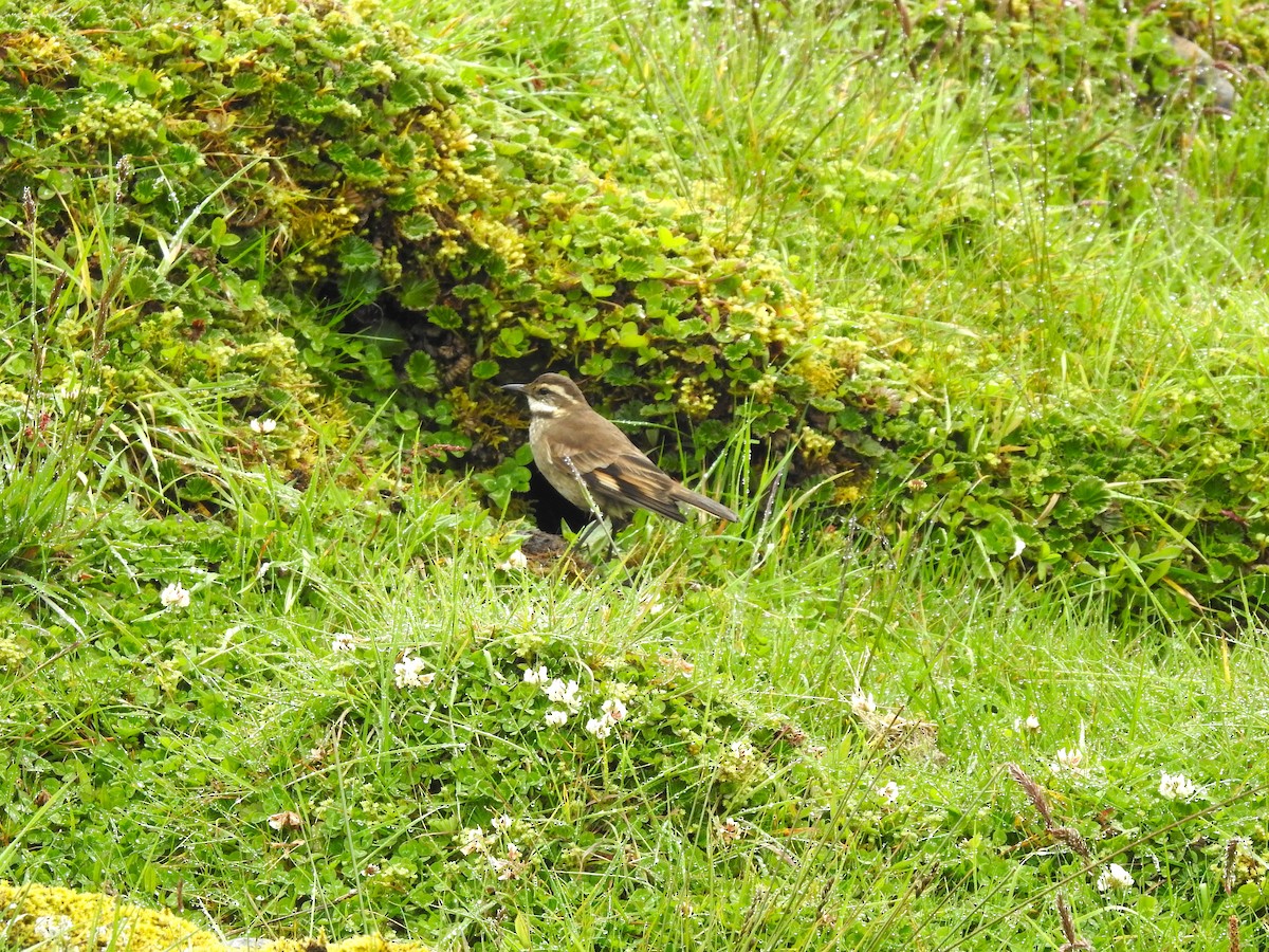 Chestnut-winged Cinclodes - ML607915391