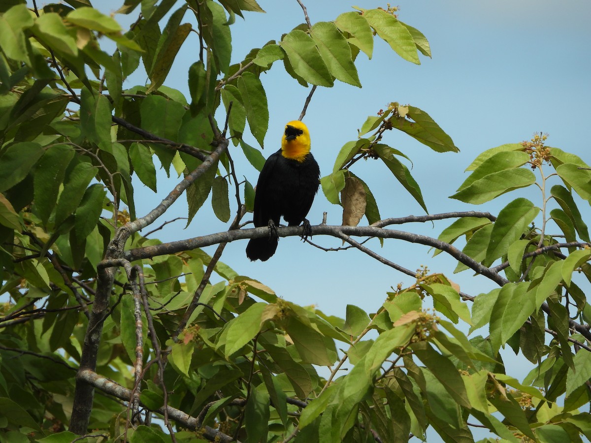 Yellow-hooded Blackbird - Danilo Góngora