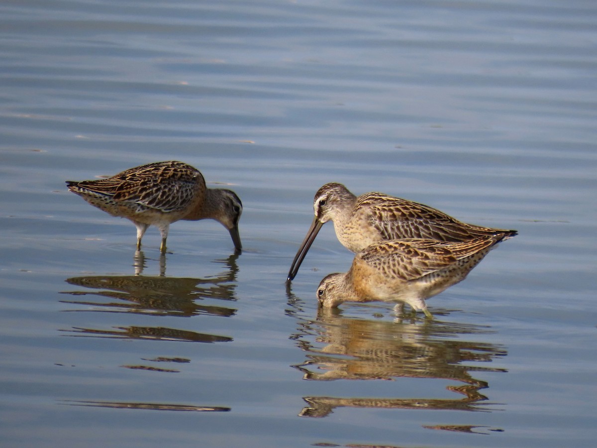 Short-billed Dowitcher - ML607915431