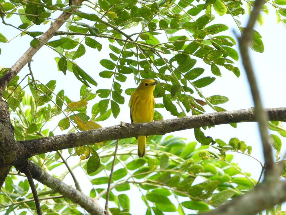 Yellow Warbler - ML607915781