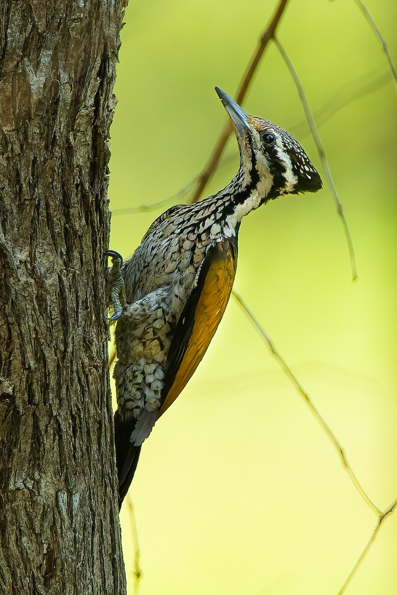 Common Flameback - ML607916161