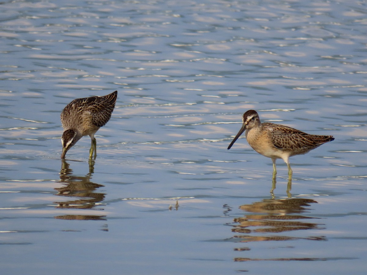 Short-billed Dowitcher - ML607916171