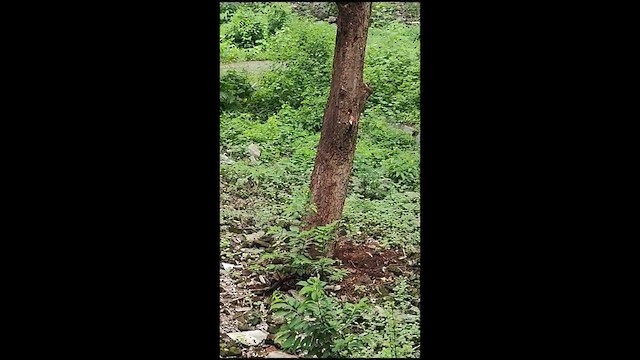 White-naped Woodpecker - ML607916471