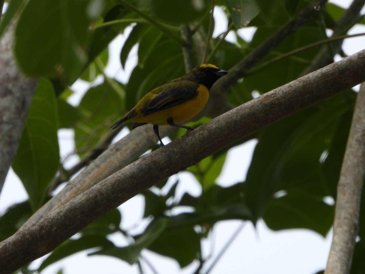 Trinidad Euphonia - Danilo Góngora