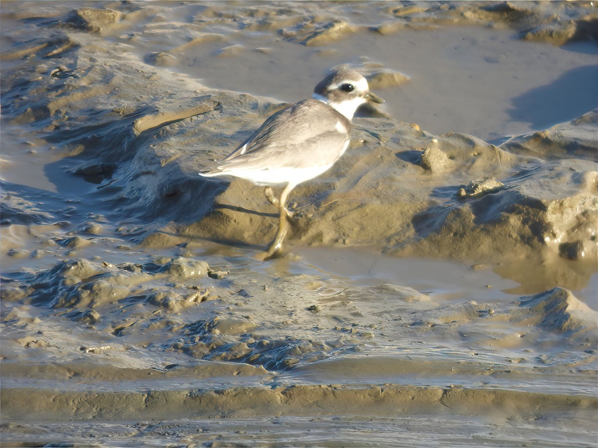 Common Ringed Plover - ML607917001