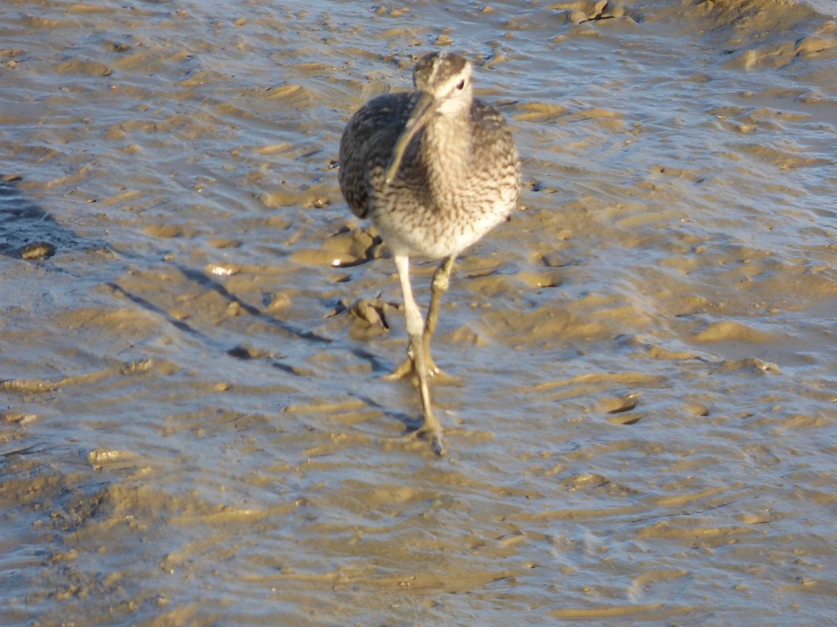 Whimbrel - ML607917071