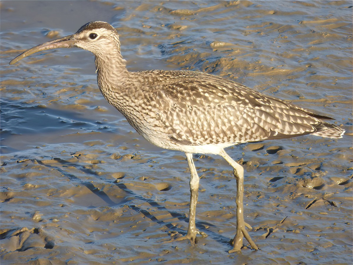 Whimbrel - Juan Carlos Lopez Frances