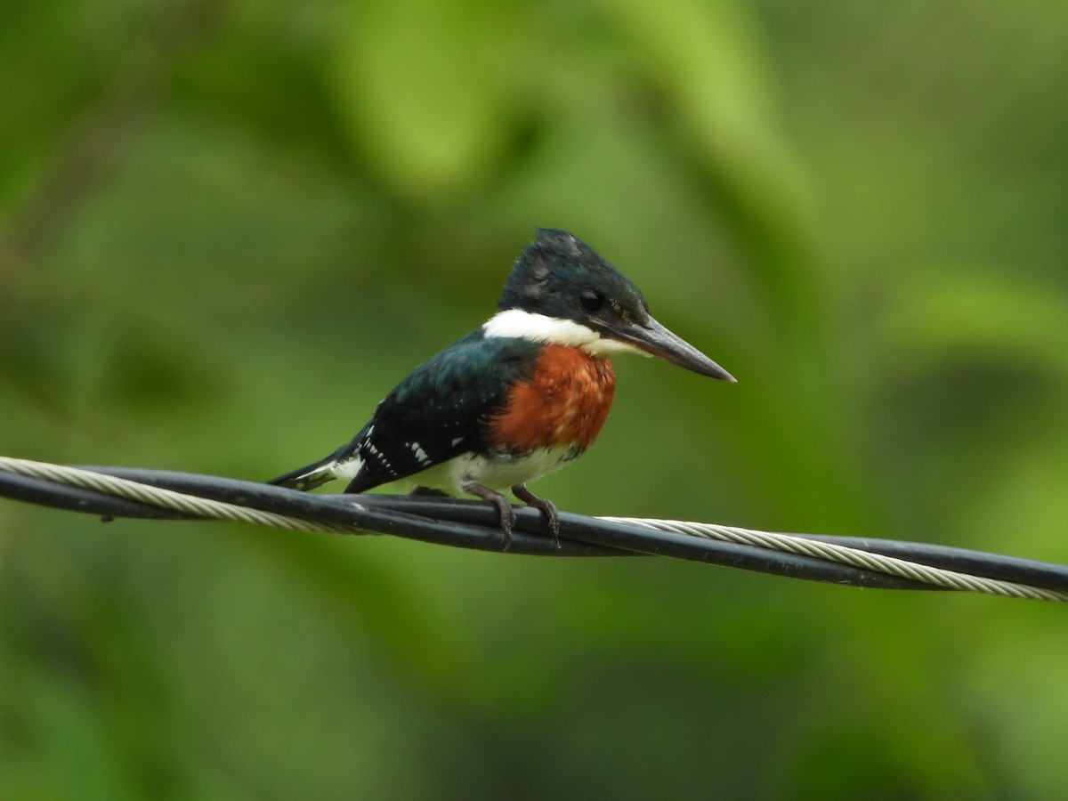 Green Kingfisher - ML607917371