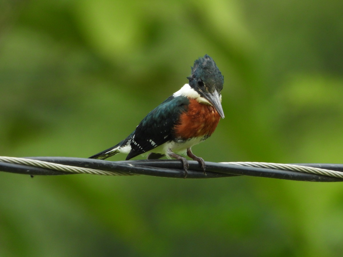 Green Kingfisher - ML607917531