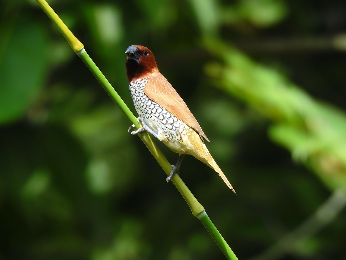 Scaly-breasted Munia - ML607917551