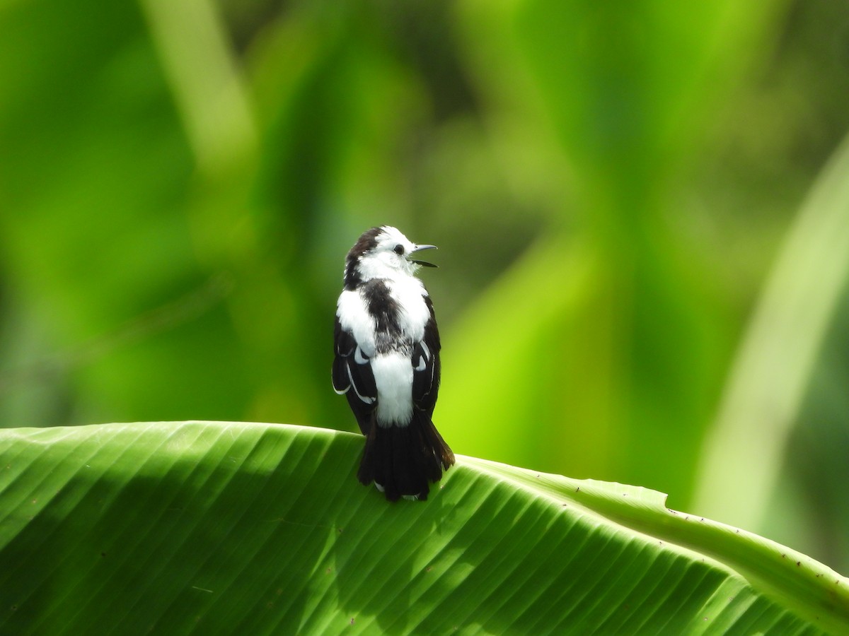 Pied Water-Tyrant - ML607917651