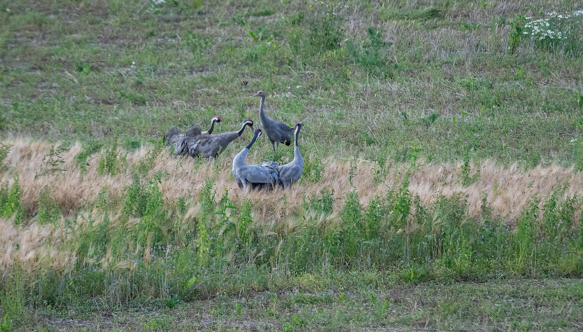 Common Crane - Eric Francois Roualet