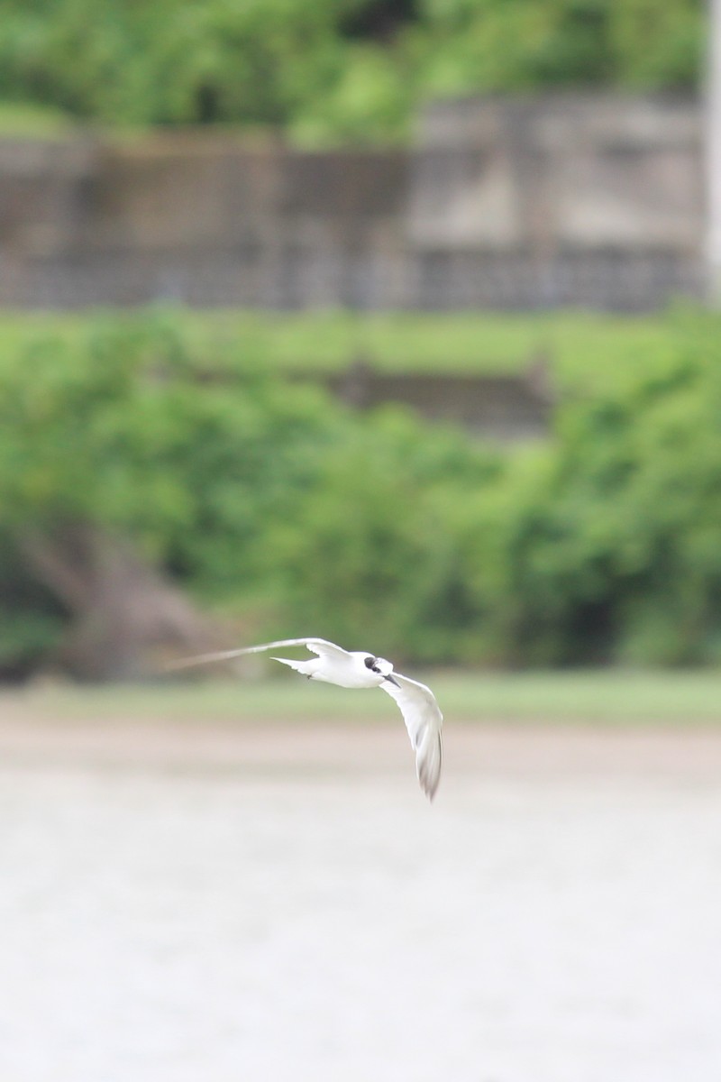 Whiskered Tern - ML607917801