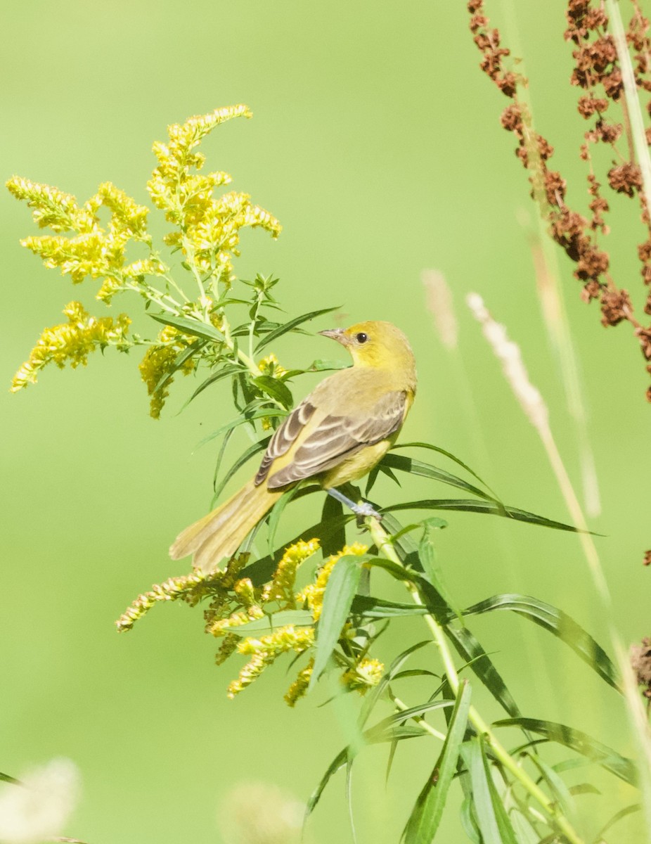 Orchard Oriole - Britney Fox