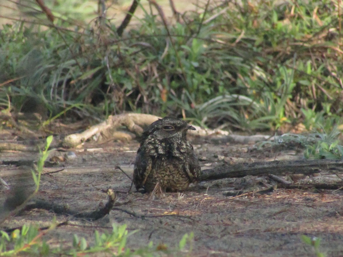 Savanna Nightjar - ML607918341