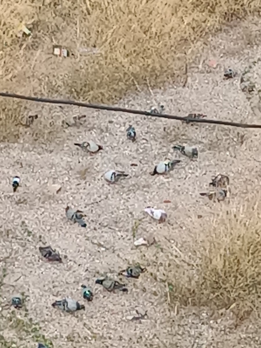 Rock Pigeon (Feral Pigeon) - ML607919171