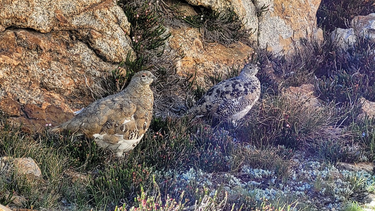 Weißschwanz-Schneehuhn - ML607919211