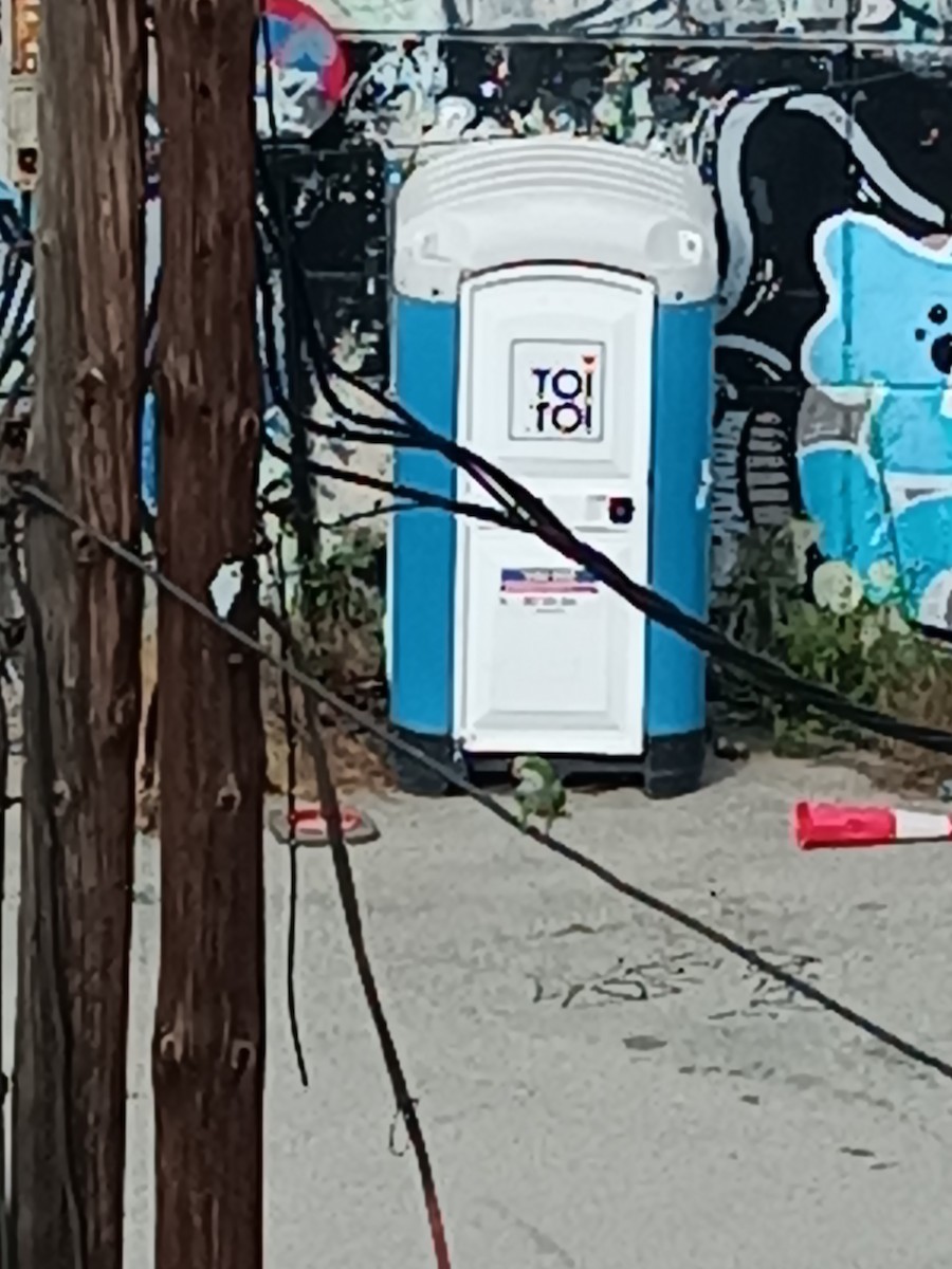 Monk Parakeet - ML607919301