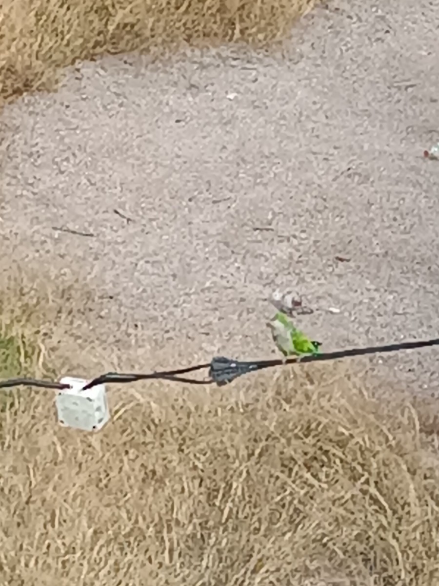 Monk Parakeet - ML607919311