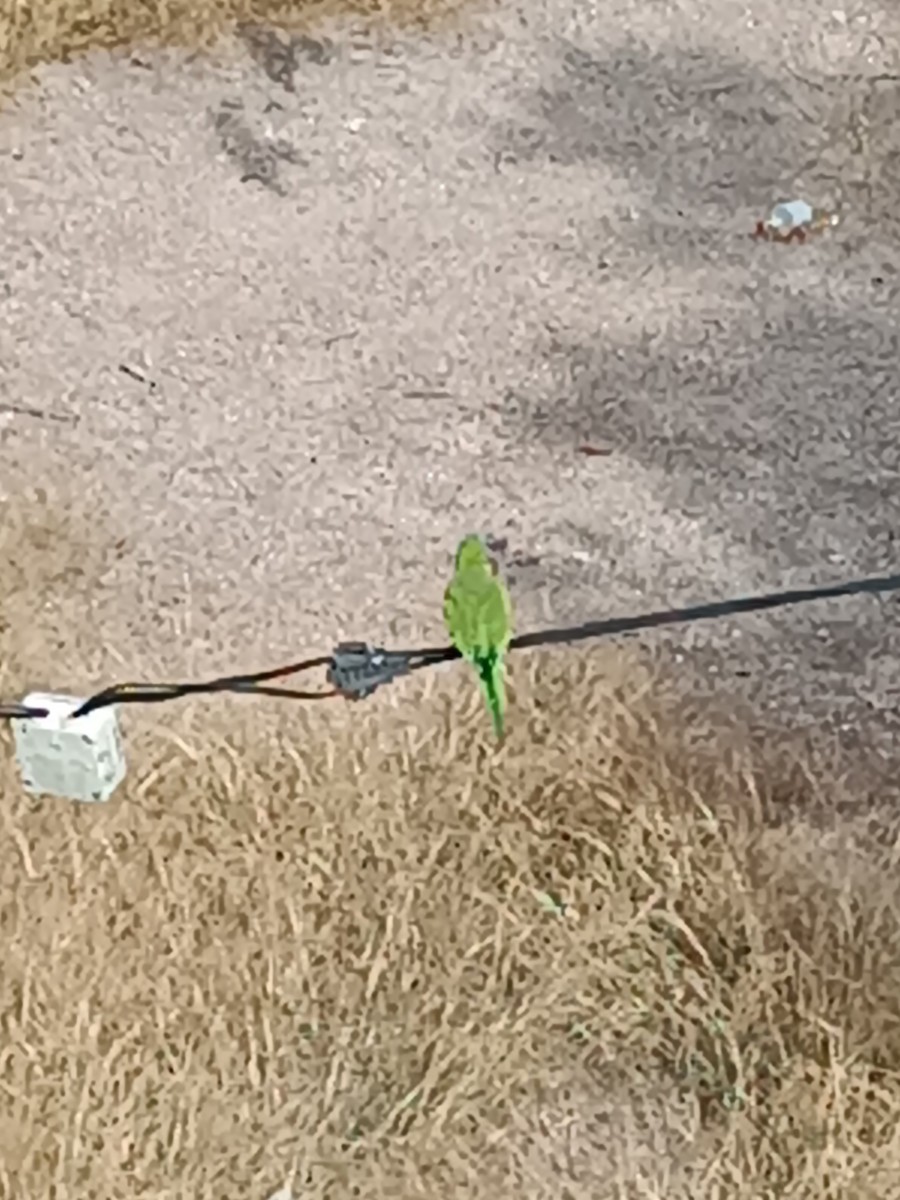 Monk Parakeet - ML607919321