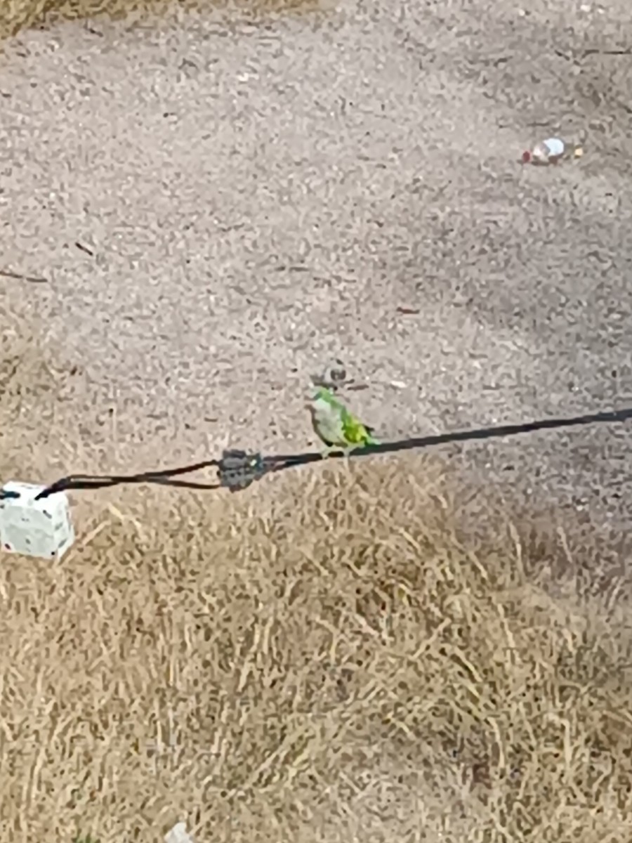 Monk Parakeet - ML607919331