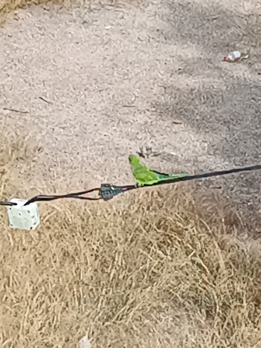 Monk Parakeet - ML607919341