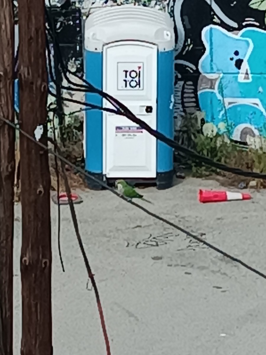 Monk Parakeet - ML607919351