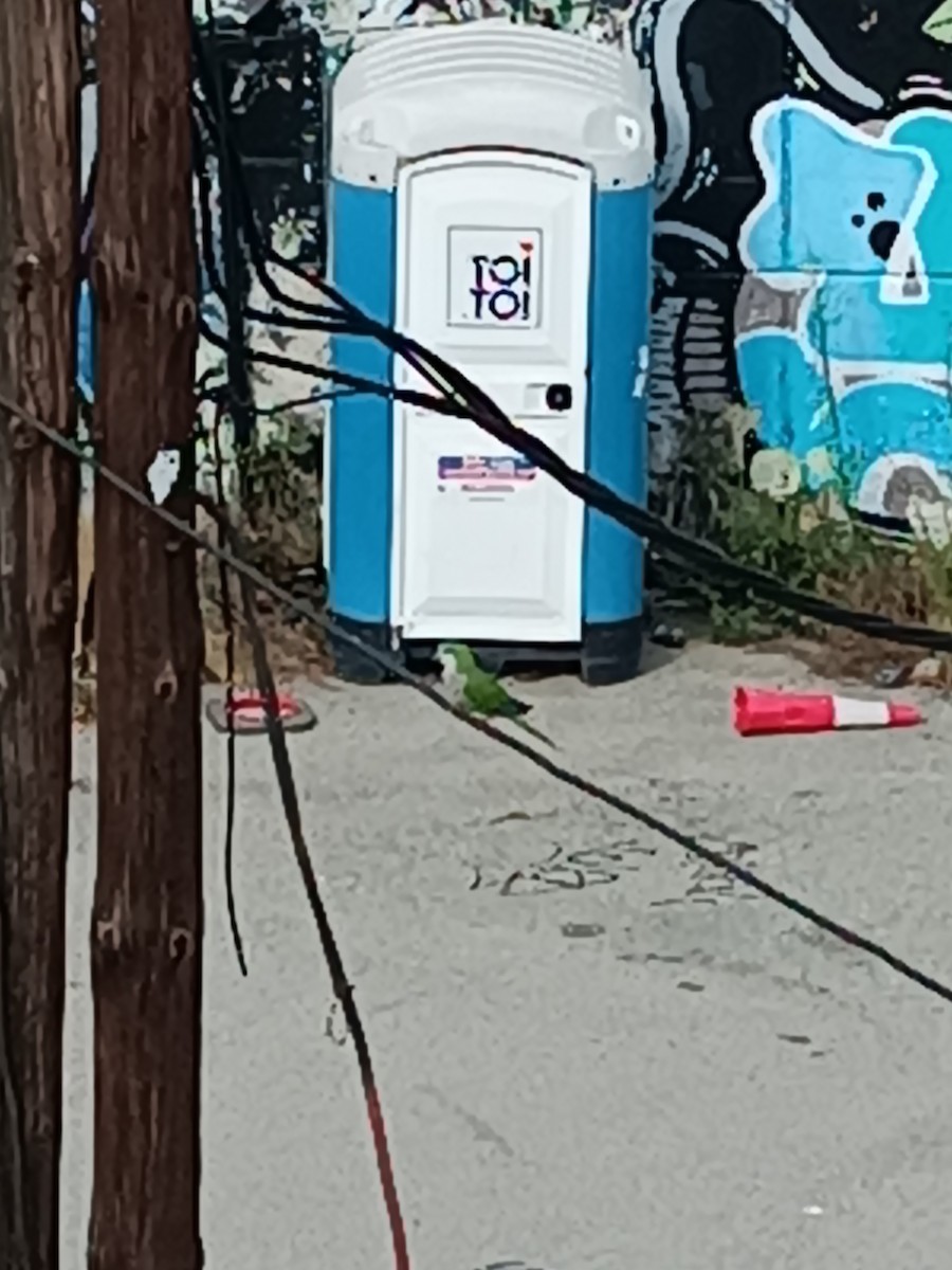 Monk Parakeet - ML607919361