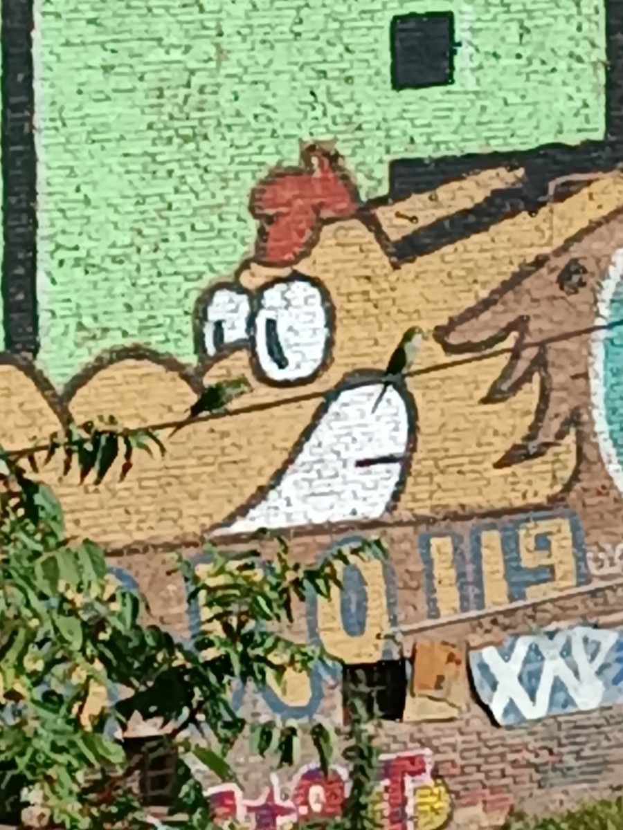 Monk Parakeet - ML607919371