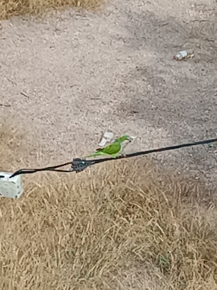 Monk Parakeet - ML607919381