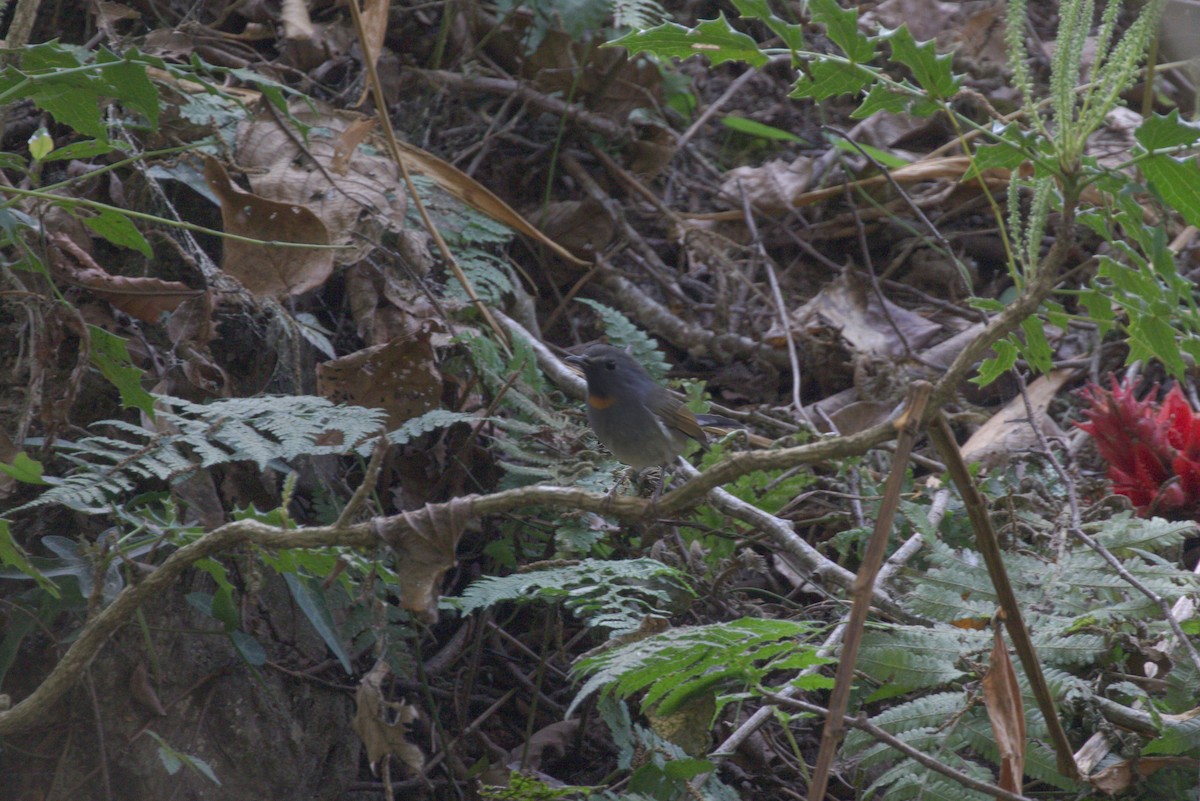 Rufous-gorgeted Flycatcher - ML607919721