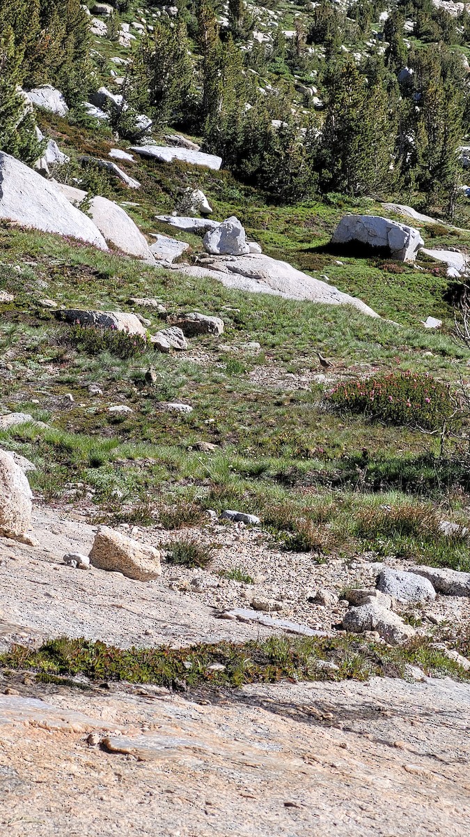 White-tailed Ptarmigan - ML607919801