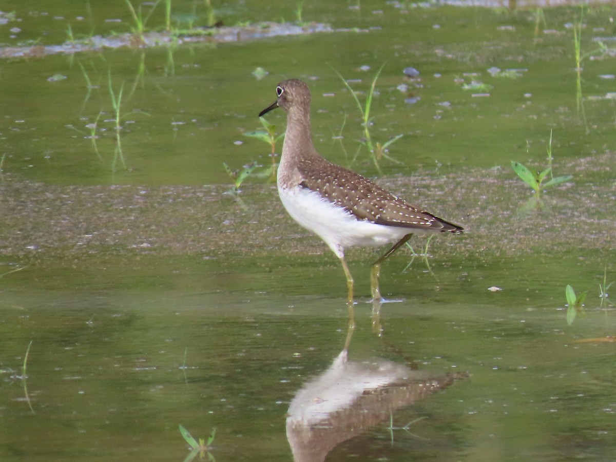Solitary Sandpiper - ML607919981