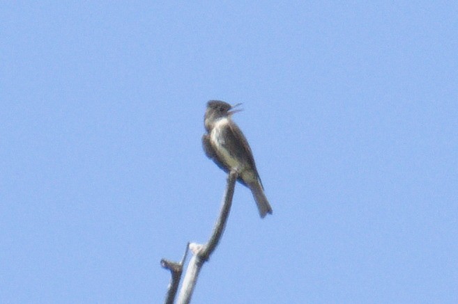 Olive-sided Flycatcher - ML607920401