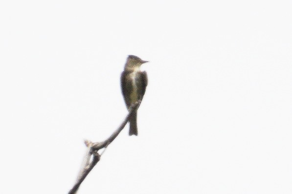 Olive-sided Flycatcher - ML607920411
