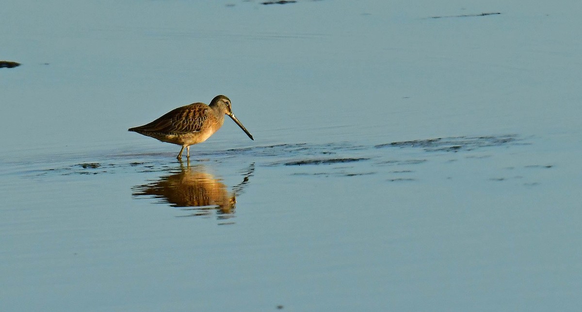 Long-billed Dowitcher - ML607921241