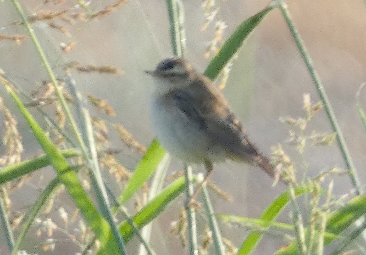 Sedge Warbler - ML607921441