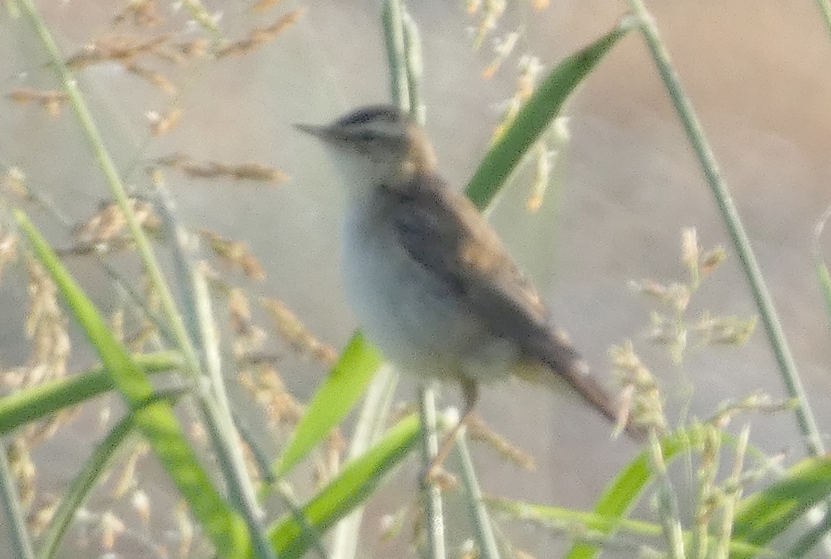 Sedge Warbler - ML607921461