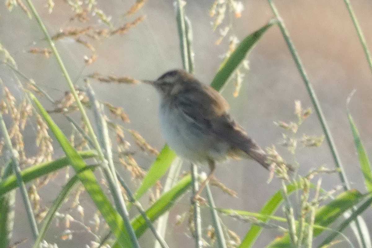 Sedge Warbler - ML607921471