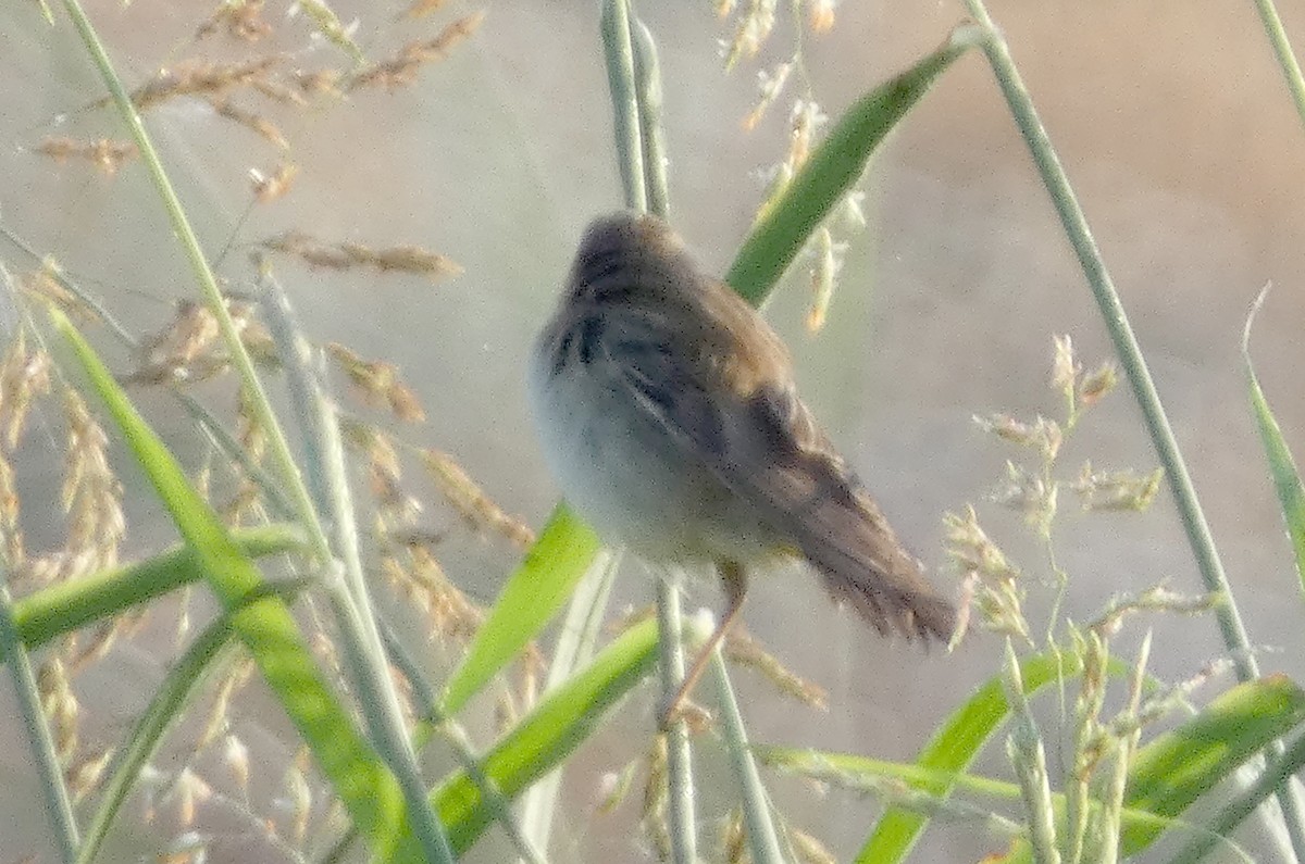 Sedge Warbler - ML607921481