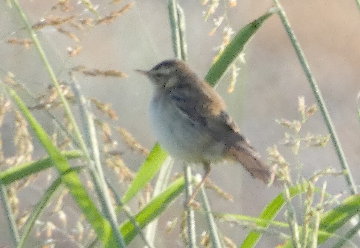 Sedge Warbler - ML607921511