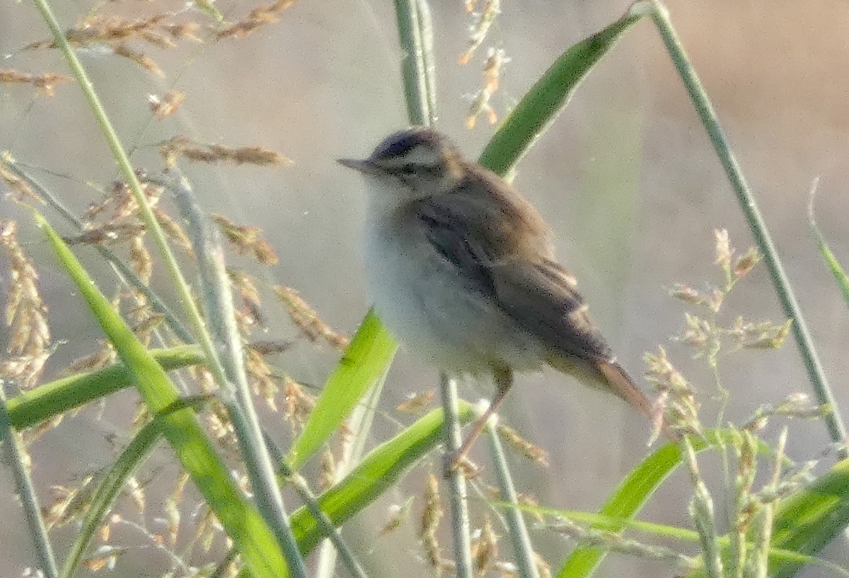 Sedge Warbler - ML607921541