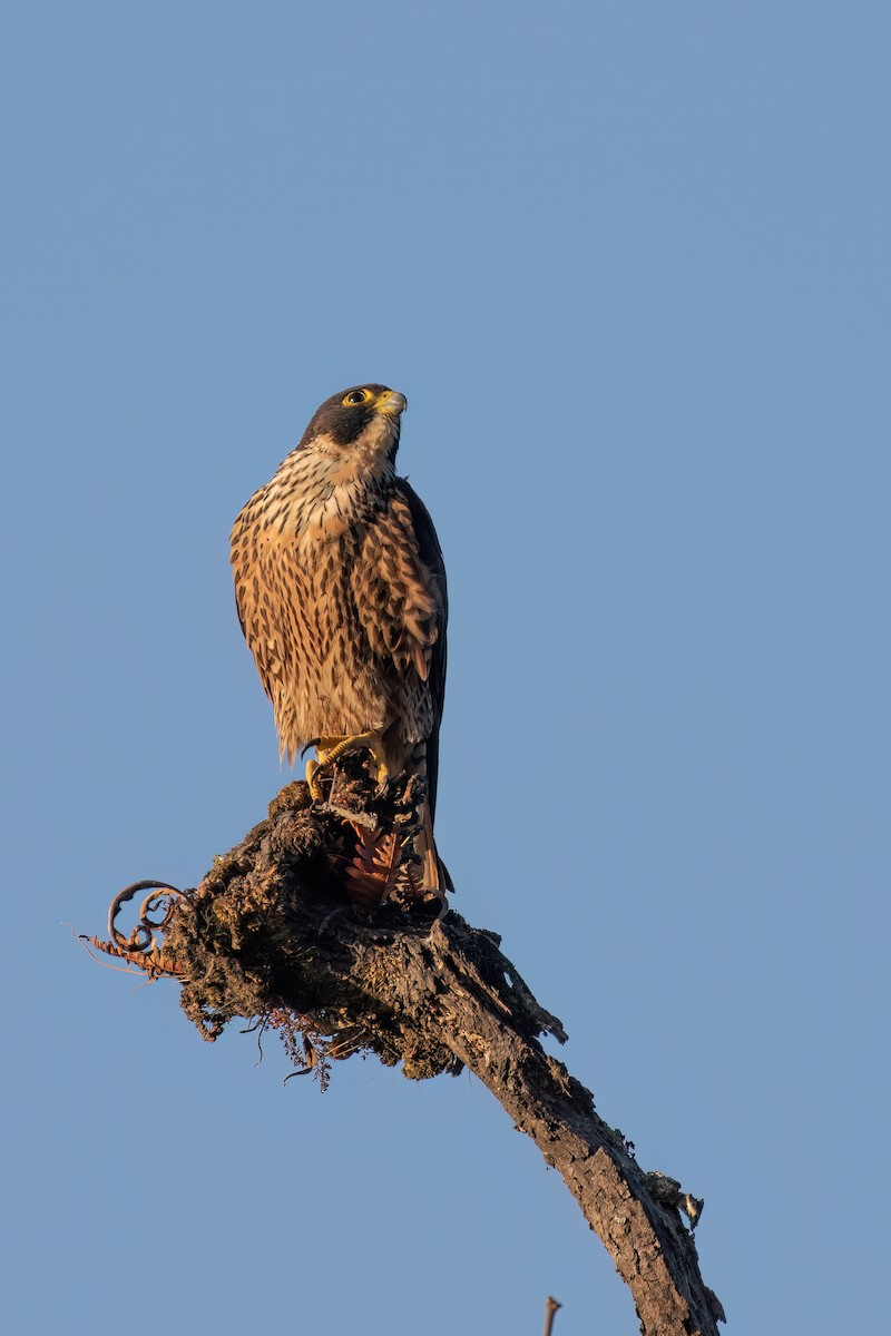 Peregrine Falcon - ML607921651