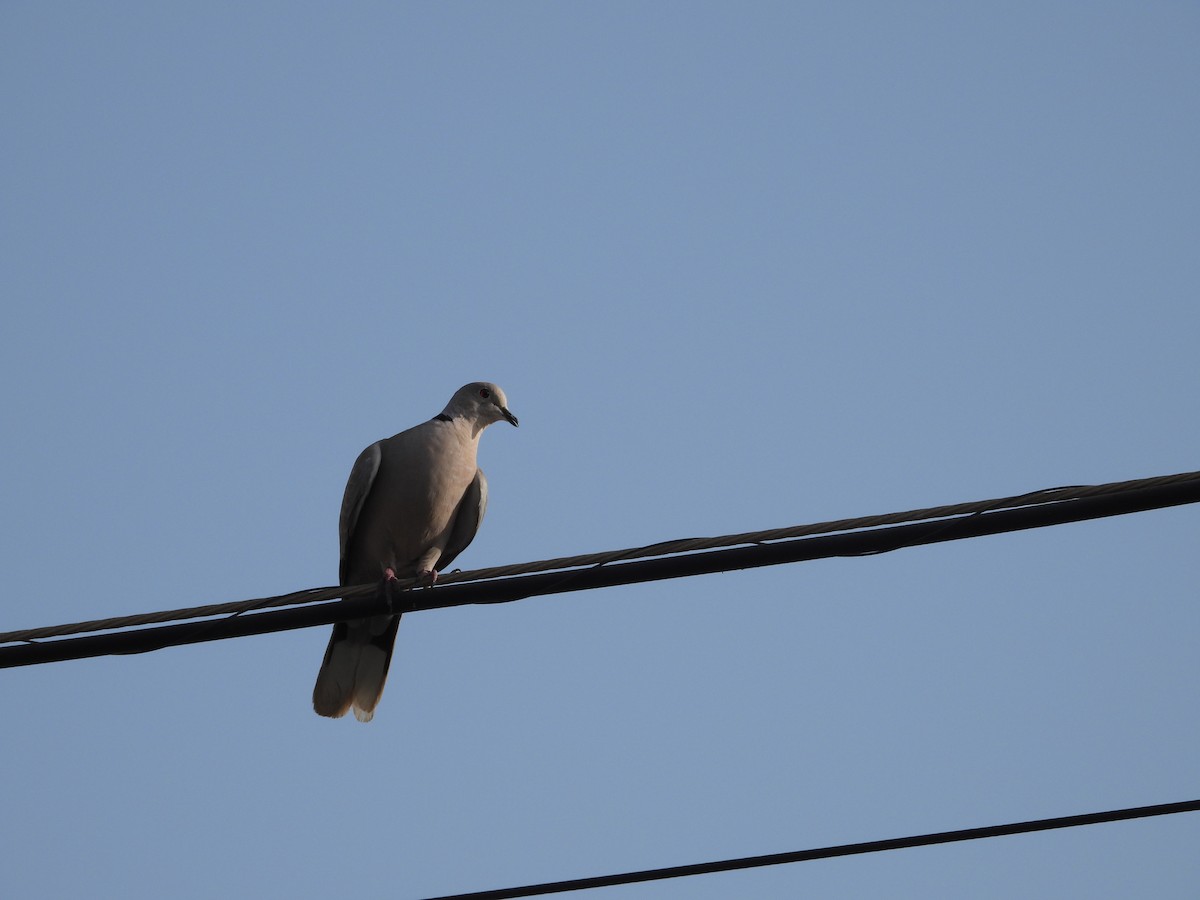 Eurasian Collared-Dove - ML607921851