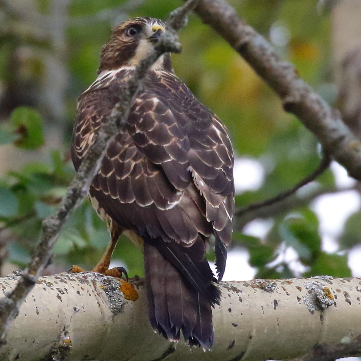 Broad-winged Hawk - ML607922301